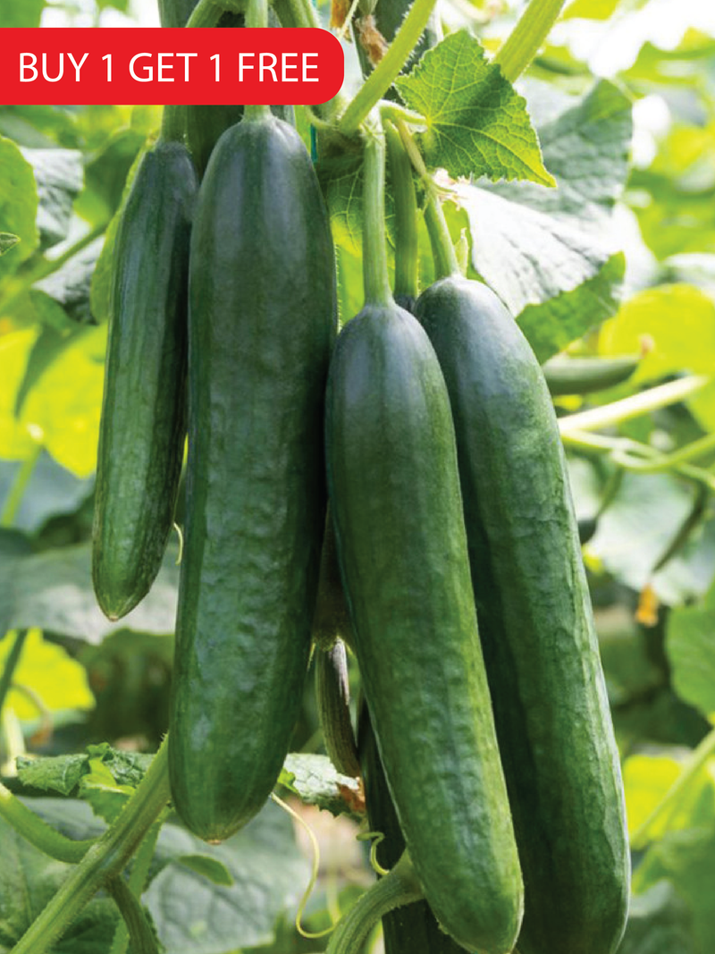 CUCUMBER SEEDS <br> بذور الخيار