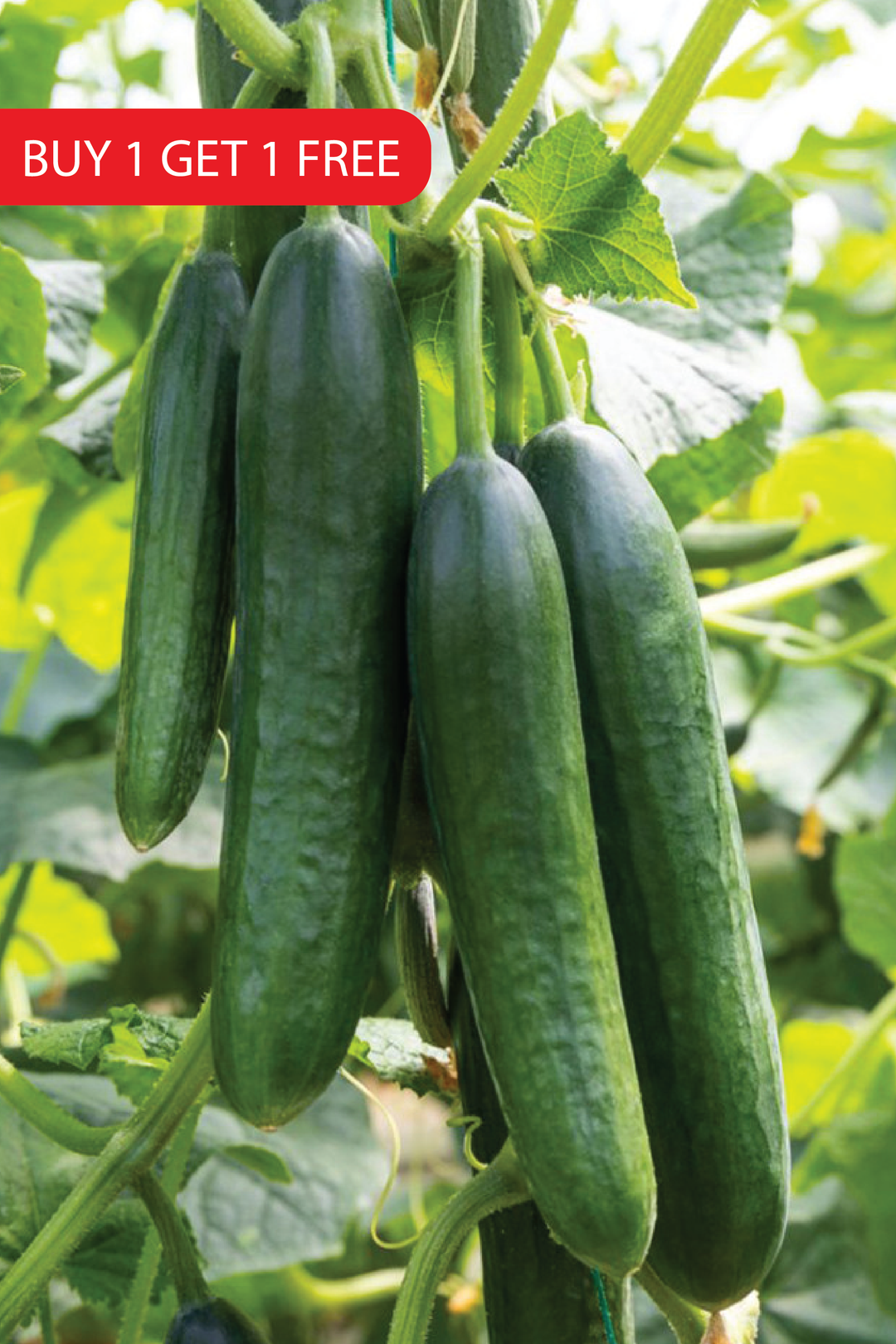 CUCUMBER SEEDS <br> بذور الخيار