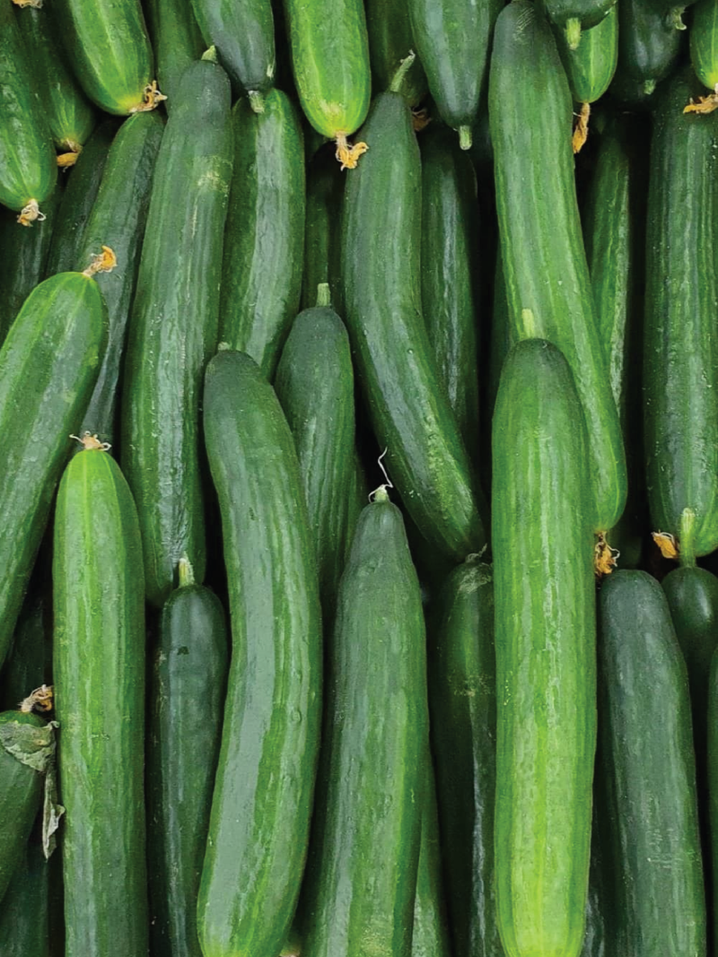 ORGANIC STRAIGHT EIGHT CUCUMBER SEEDLING <br>شتلات الخيار ستريت ايت العضوية