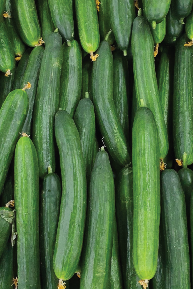 ORGANIC STRAIGHT EIGHT CUCUMBER SEEDLING <br>شتلات الخيار ستريت ايت العضوية