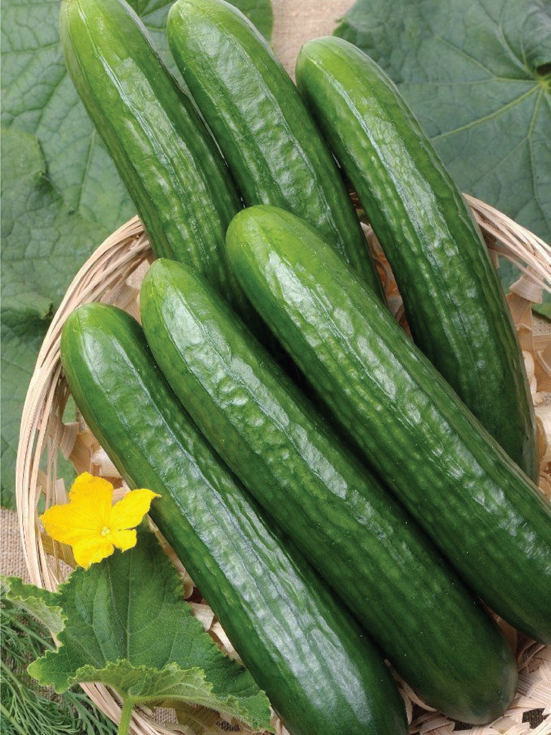 ORGANIC STRAIGHT EIGHT CUCUMBER SEEDLING <br>شتلات الخيار ستريت ايت العضوية