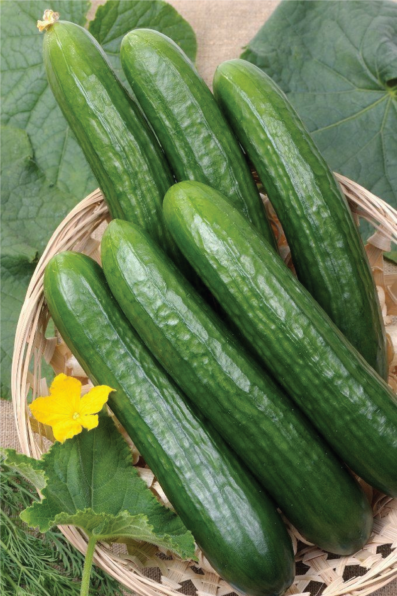 ORGANIC STRAIGHT EIGHT CUCUMBER SEEDLING <br>شتلات الخيار ستريت ايت العضوية