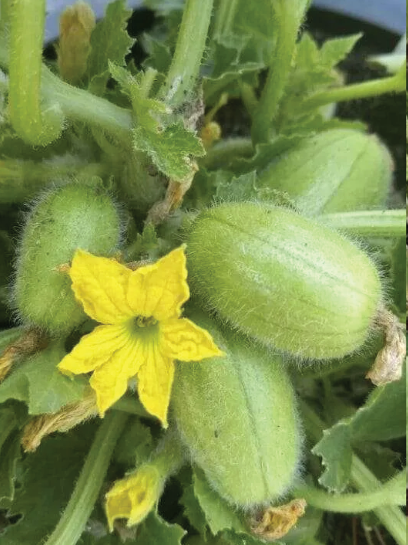 ORGANIC ITALIAN CUCUMBER SEEDLING   شتلة خيار إيطالي عضوية