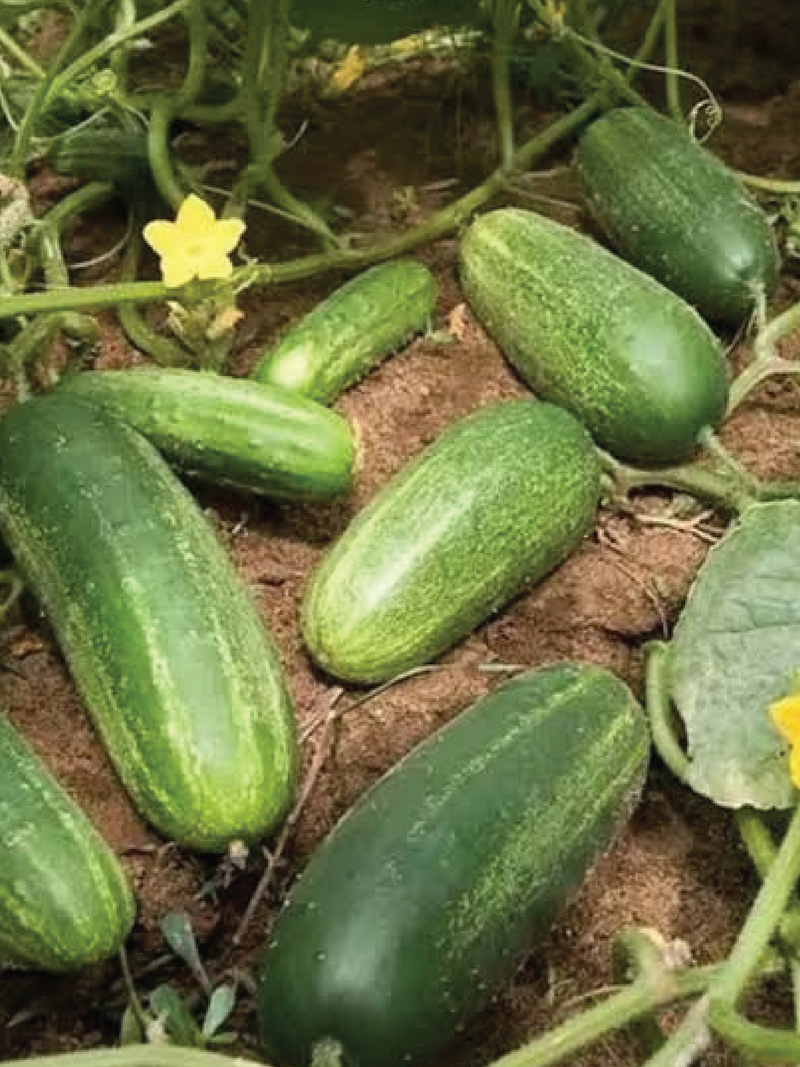 ORGANIC ITALIAN CUCUMBER SEEDLING   شتلة خيار إيطالي عضوية