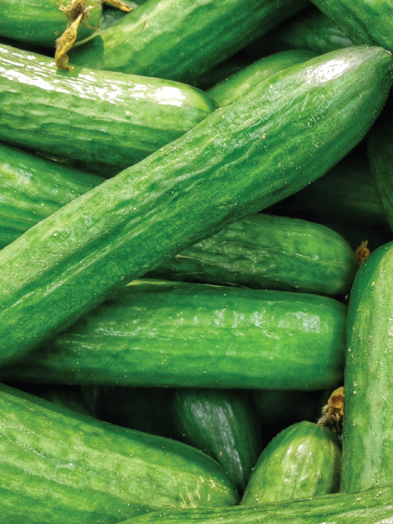 CUCUMBER MUNCHER SEEDS <br> بذور الخيار مونشير