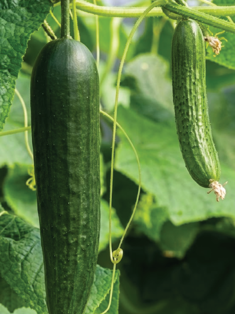 ORGANIC SHIMSHON CUCUMBER SEEDLING   شتلة خيار شمشون عضوية