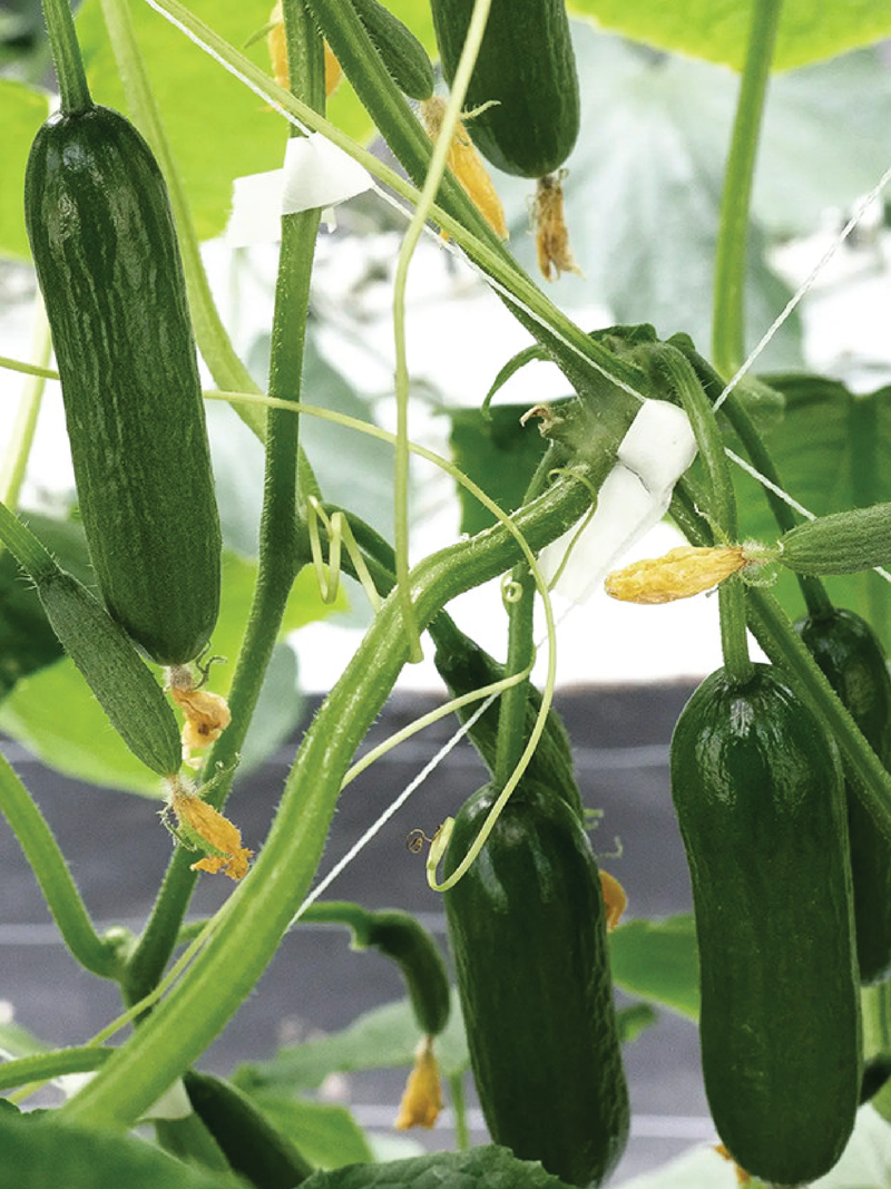 ORGANIC SHIMSHON CUCUMBER SEEDLING   شتلة خيار شمشون عضوية