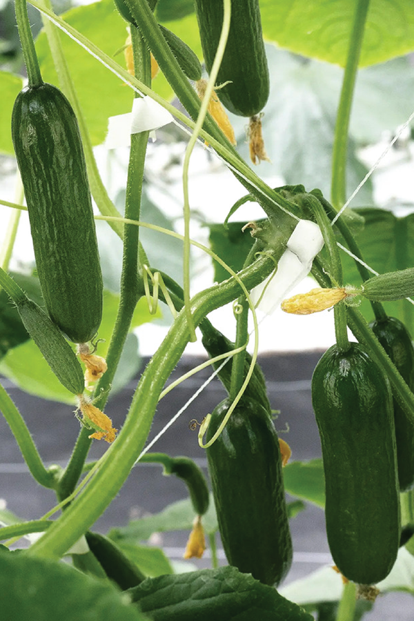 ORGANIC SHIMSHON CUCUMBER SEEDLING