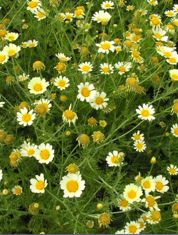 DAISY FLOWER SEEDLING <br> شتلة زهور الأقحوان