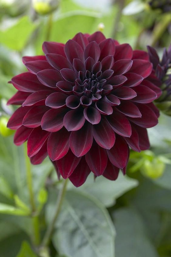 DHALIA MAROON FLOWER SEEDLING <br> شتلات زهور الداليا المارونية