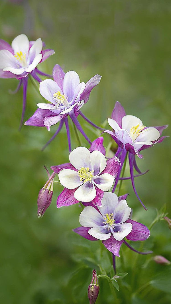 MIX COLUMBINE FLOWER SEEDLING <br> شتلات زهور الكولومباين المكس