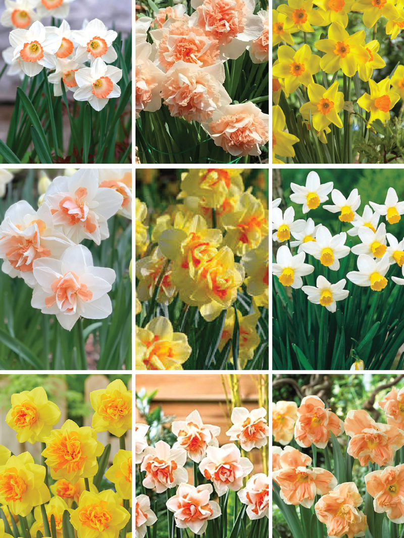 MIX DAFFODILS FLOWER BULBS <br>أبصال زهور النرجس مكس