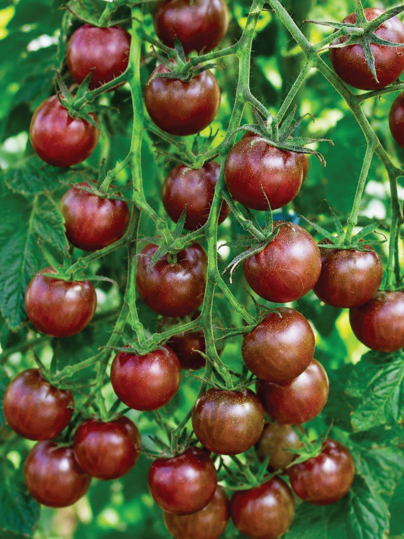 DARK CHERRY TOMATO SEEDS <br> بذور طماطم دارك شيري