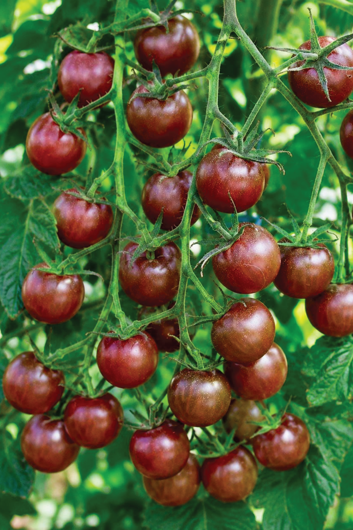 ORGANIC DARK CHERRY TOMATO SEEDLING