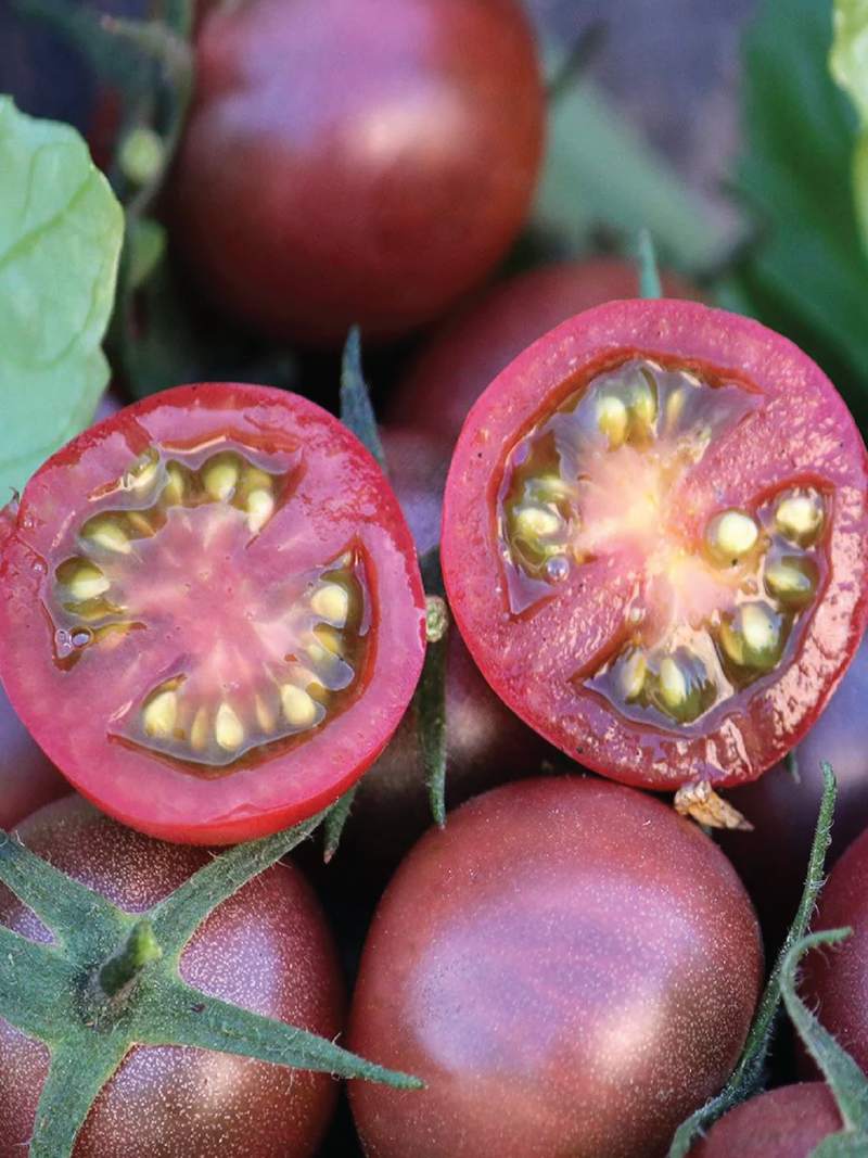DARK CHERRY TOMATO SEEDS <br> بذور طماطم دارك شيري