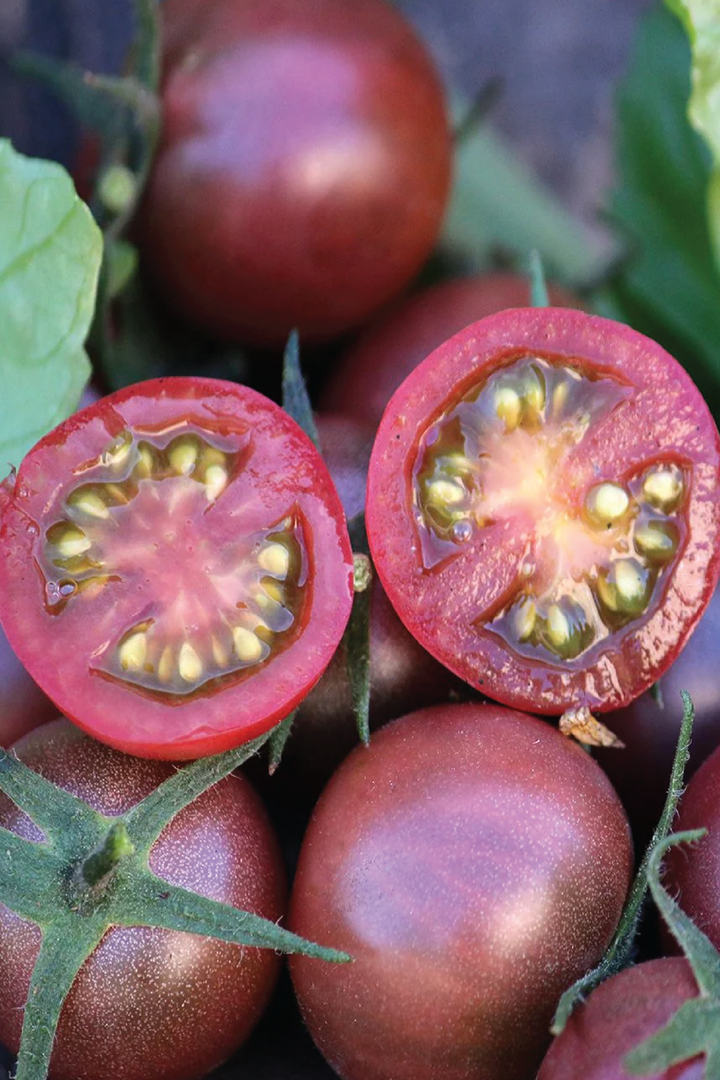 ORGANIC DARK CHERRY TOMATO SEEDLING
