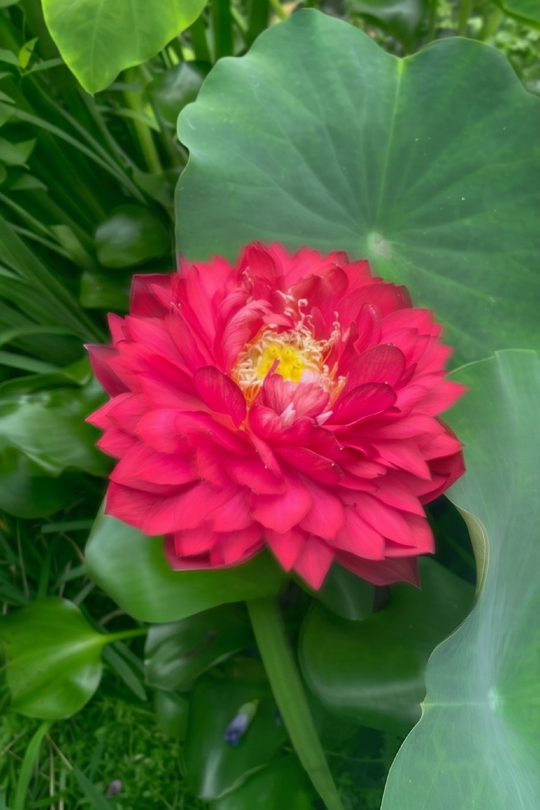 DARK PINK LOTUS SEEDS