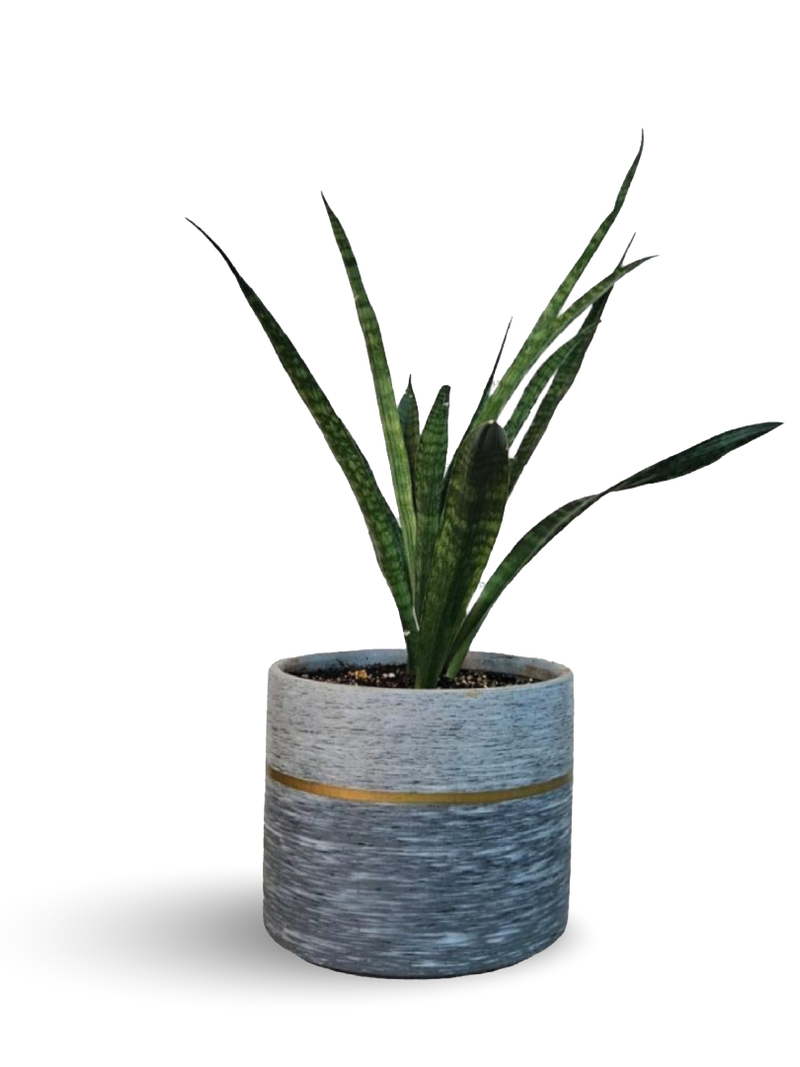 SNAKE PLANT OR SANSEVIERIA PLANT