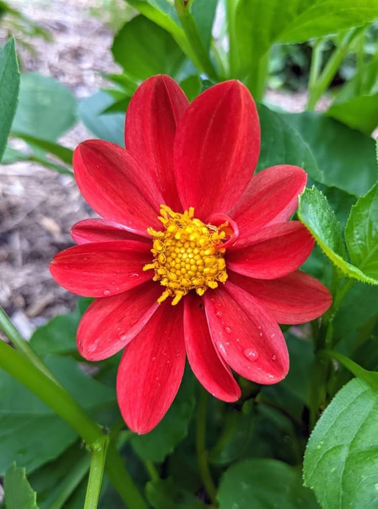 DHALIA RED FLOWER SEEDLING<br>شتلات زهور الداليا الحمراء