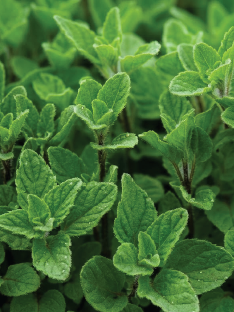 DEFOUR ZAATAR SEEDS