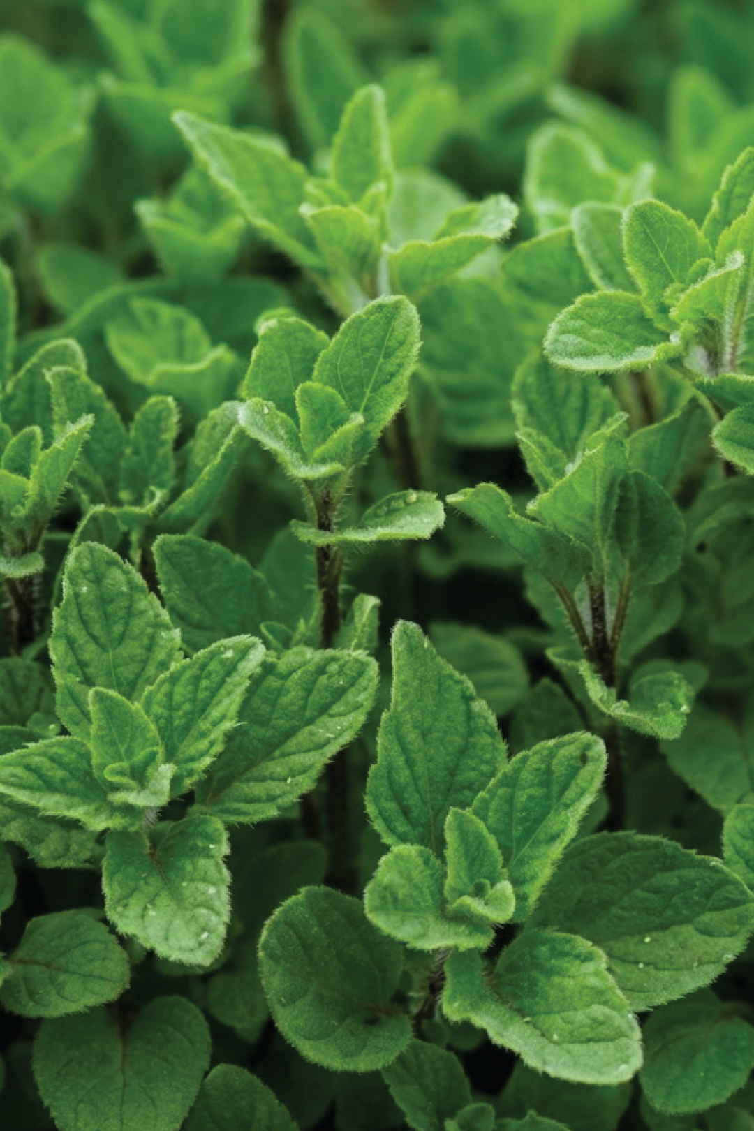 DEFOUR ZAATAR SEEDS