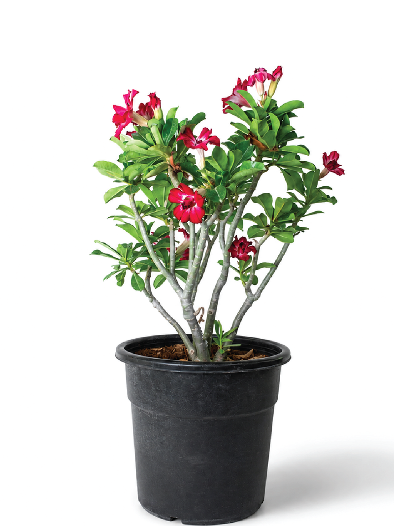 DESERT ROSE PLANT