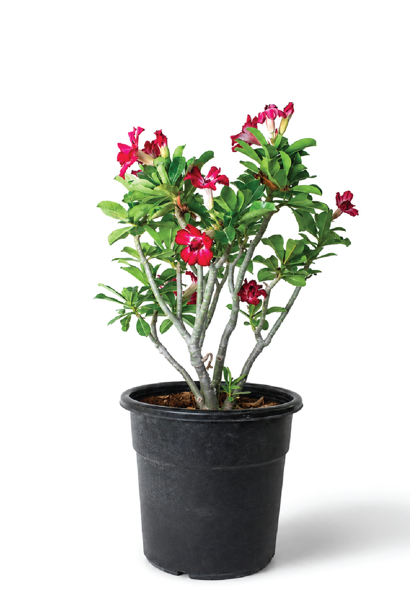 DESERT ROSE PLANT