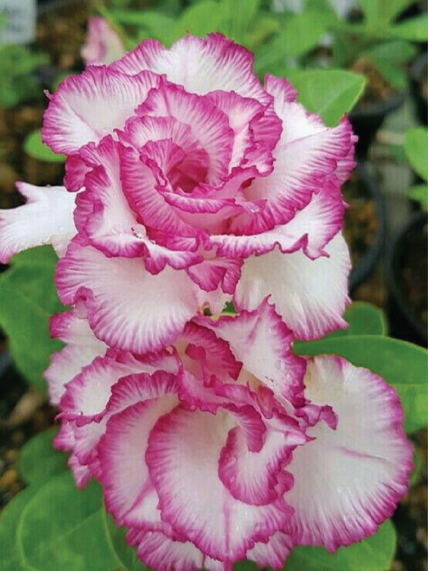 DESERT ROSE PLANT