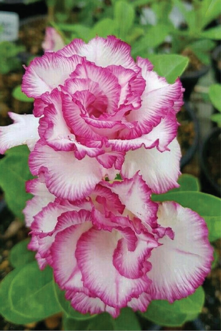 DESERT ROSE PLANT