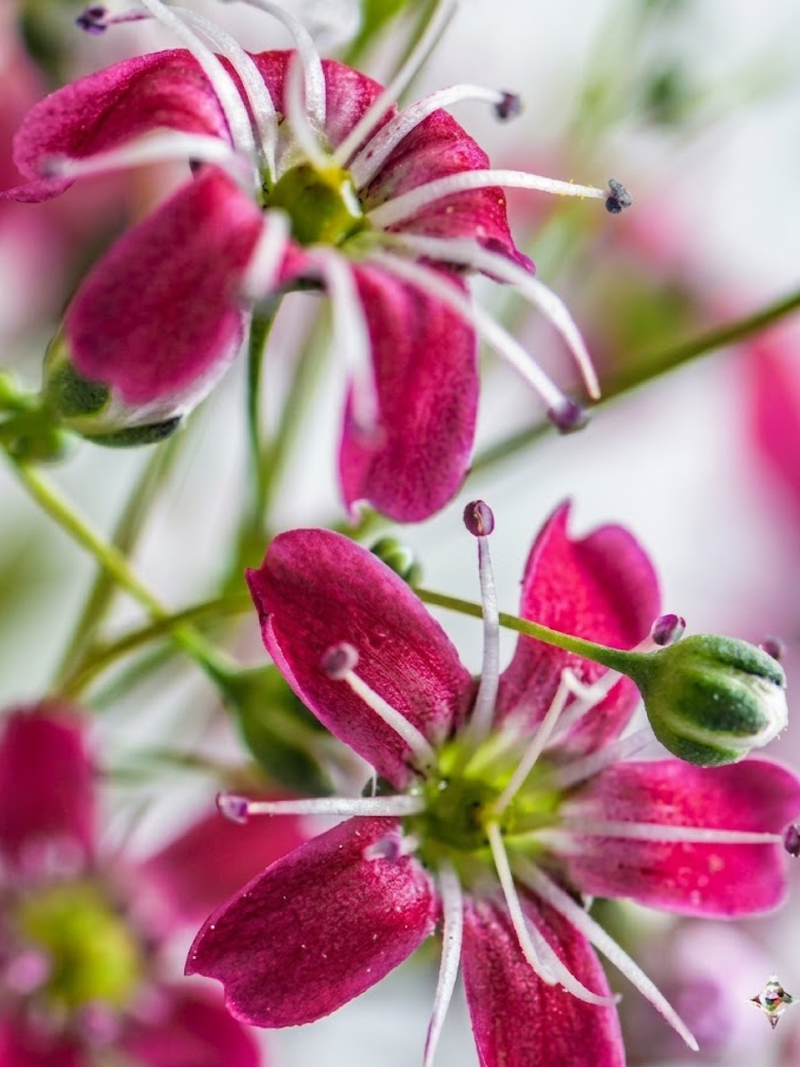PERENNIAL DIANTHUS SEEDS