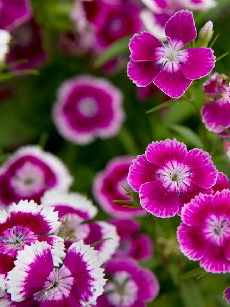 DIANTHUS RAINBOW SEEDS