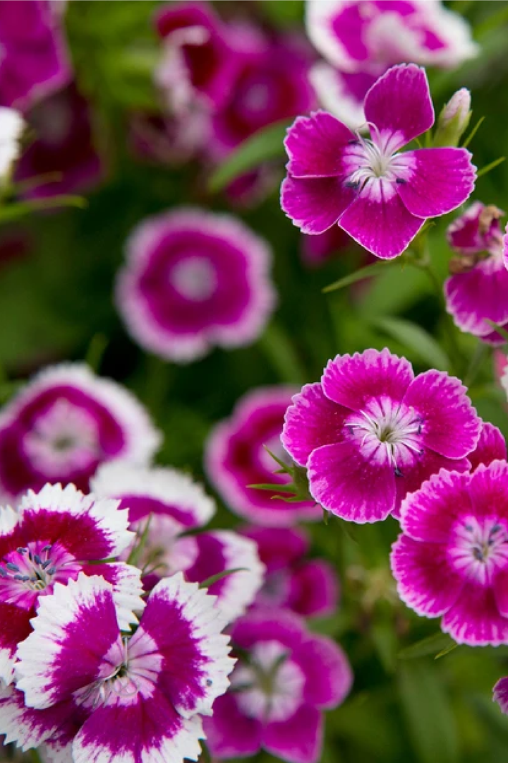 DIANTHUS RAINBOW SEEDS