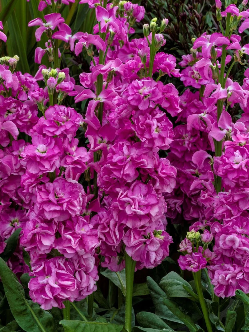 DARK PINK STOCK FLOWER SEEDLING <br>شتلات زهور الستوك الوردية الغامقة