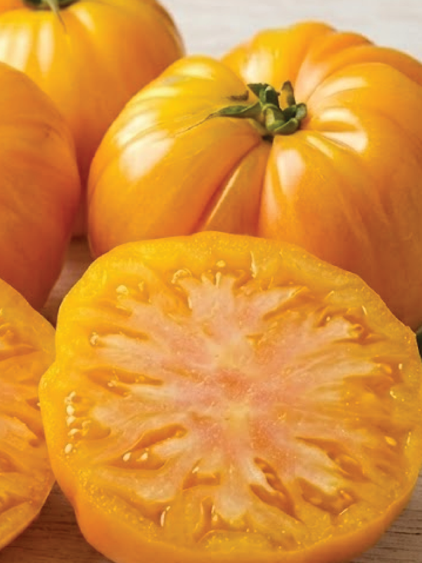 DR. WYCHE'S YELLOW TOMATO SEEDS