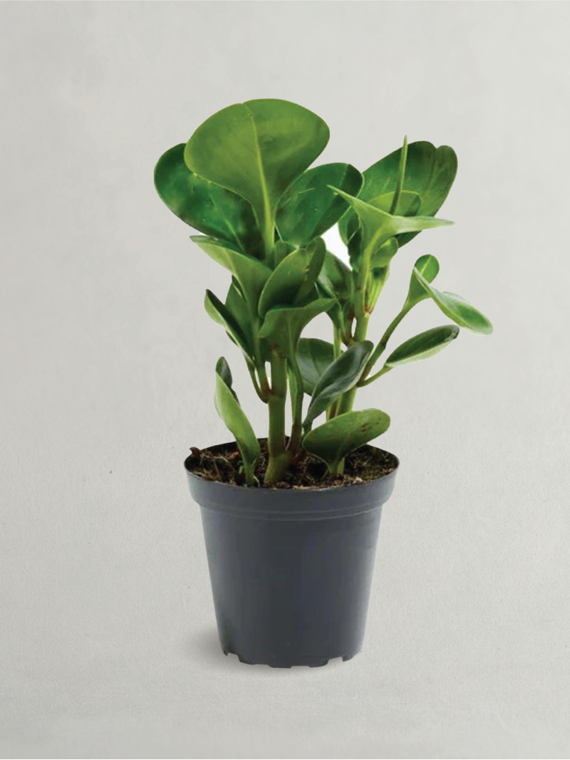 PEPEROMIA (BABY RUBBER) BUY PLANTS ONLINE