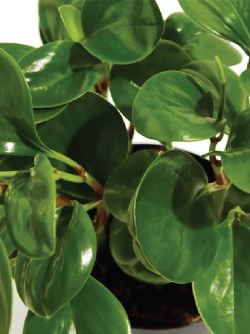 PEPEROMIA (BABY RUBBER) BUY PLANTS ONLINE