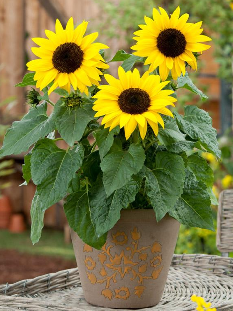 DWARF SUNFLOWER SEEDS<br> دوار الشمس القزمي