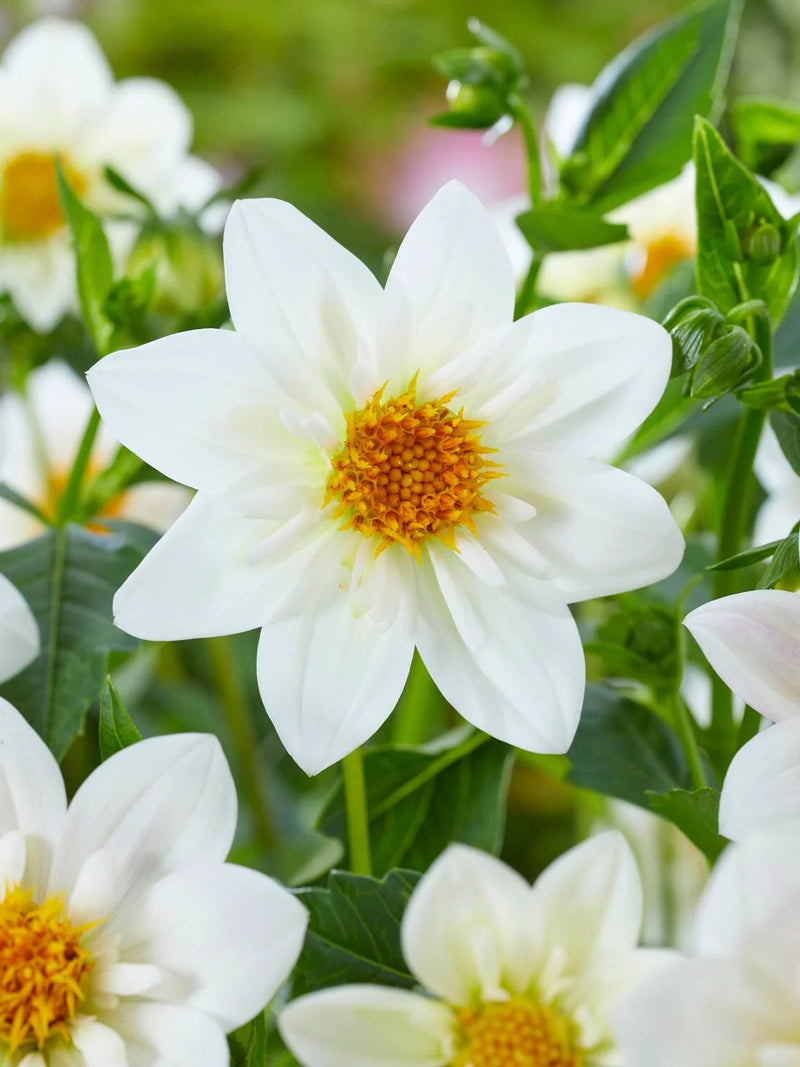 DHALIA WHITE FLOWER SEEDLING <br>  شتلات زهور الداليا البيضاء