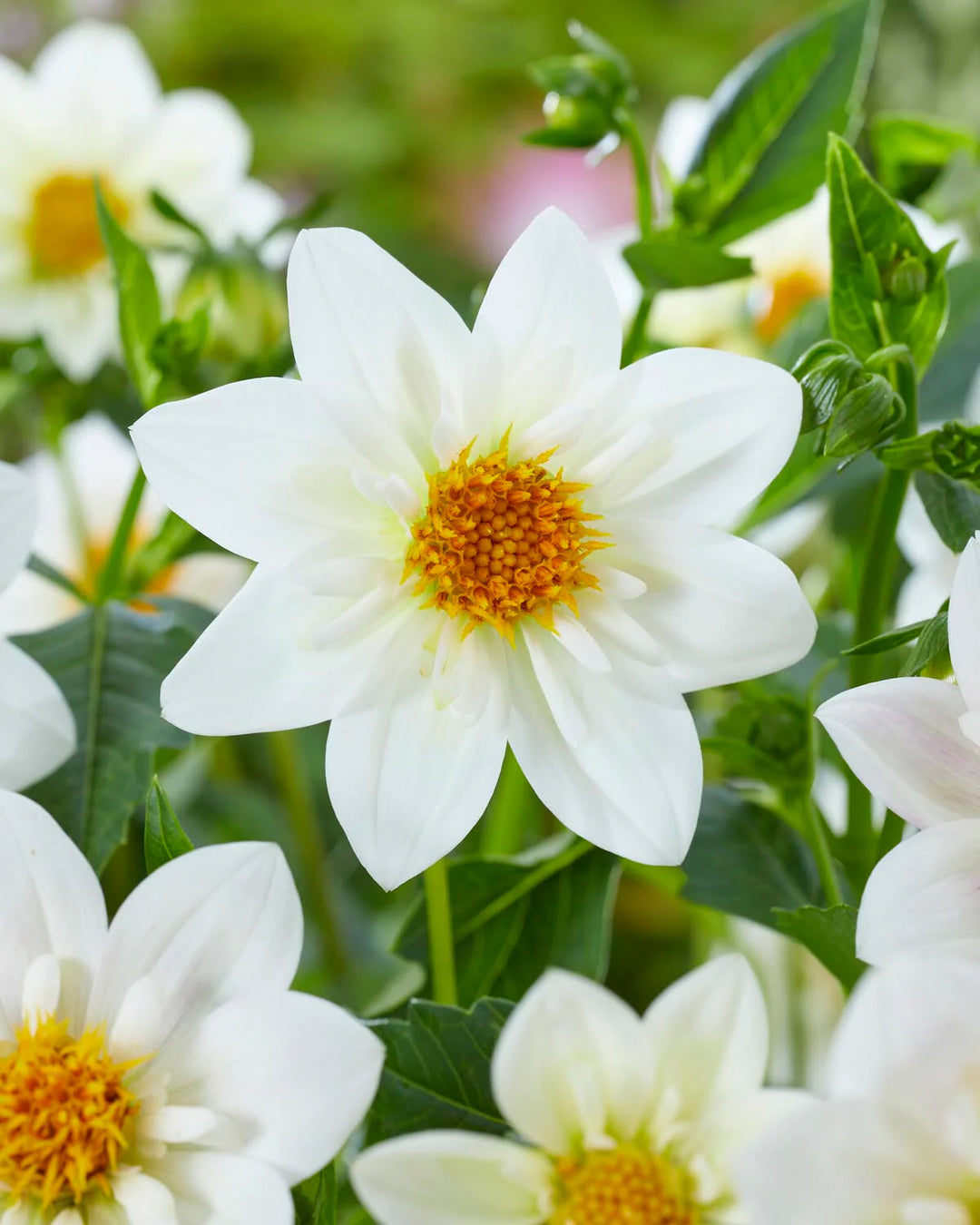 DHALIA WHITE FLOWER SEEDLING <br>  شتلات زهور الداليا البيضاء