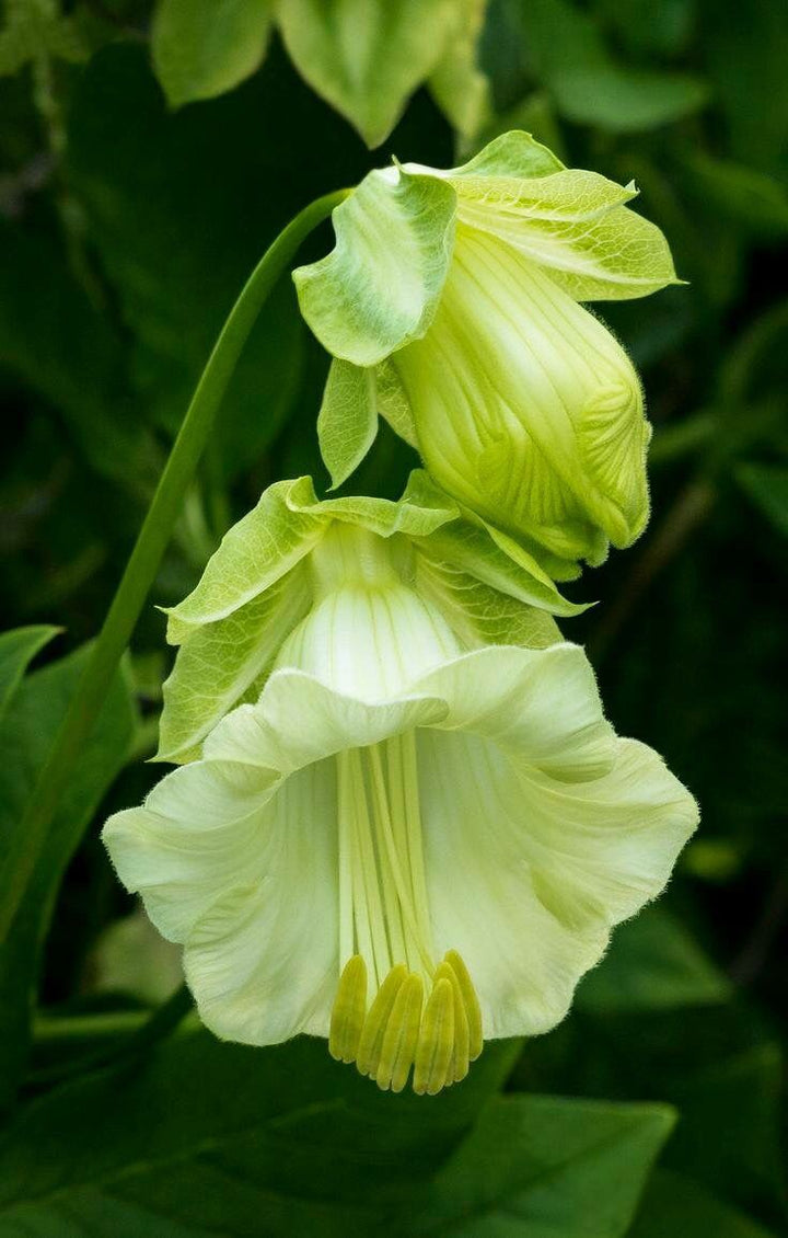 CUP AND SAUCER WHITE FLOWER SEEDLING