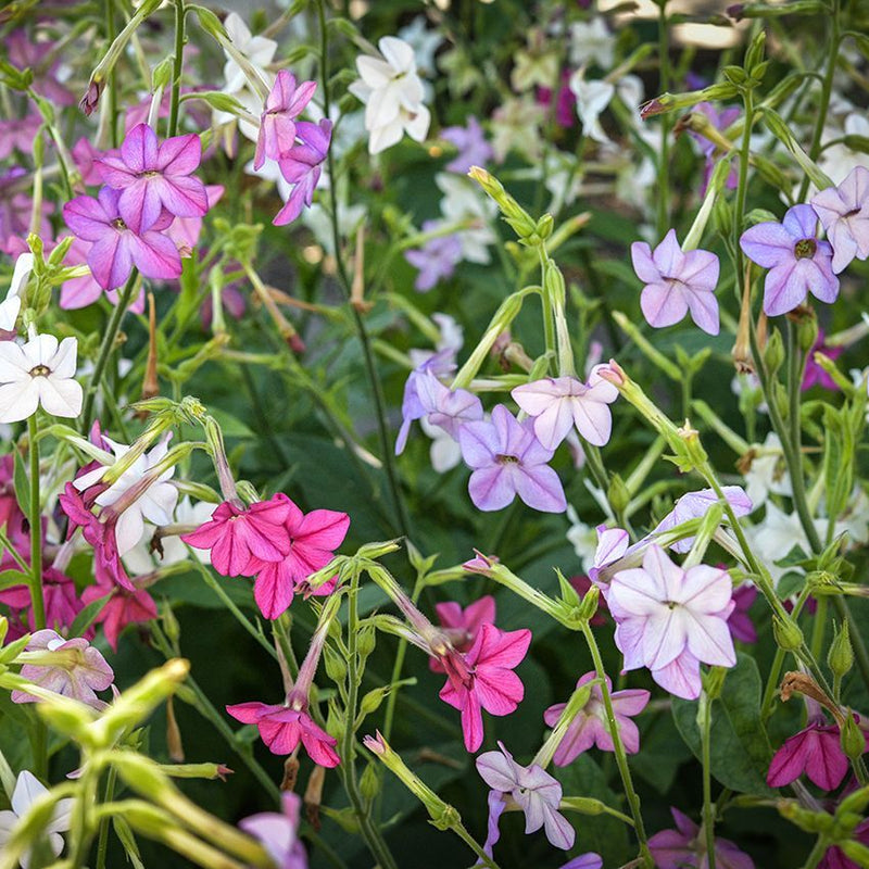 TOBACCO NICOTIANA FLOWERS SEEDLING <br>شتلات زهور النيكوتيانا توباكو