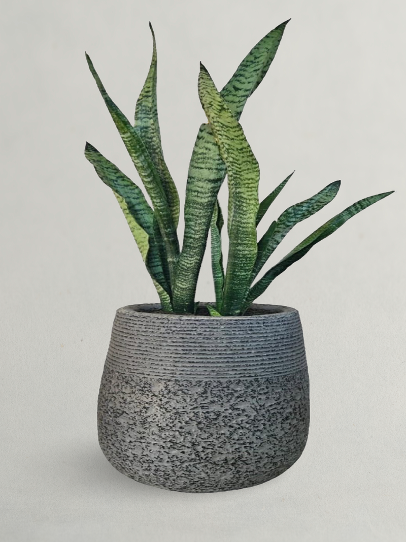 Sansevieria Snake Plant With Clay Pot 