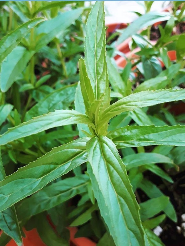 ORGANIC OCICUM BASIL SEEDLING <br>شتلات الحبق العضوية