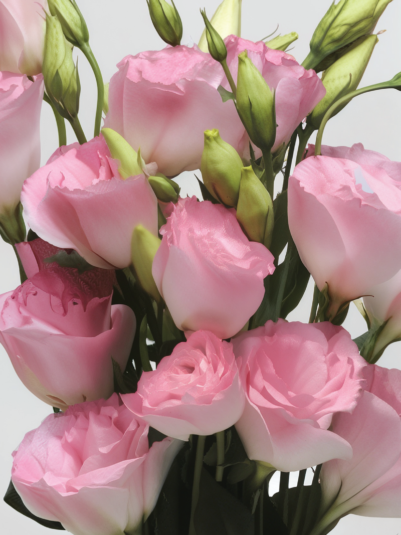 PINK SHADES EUSTOMA/LISIANTHUS SEEDS<br>بذور الأستوما / الليسيانثس بينك شيدز