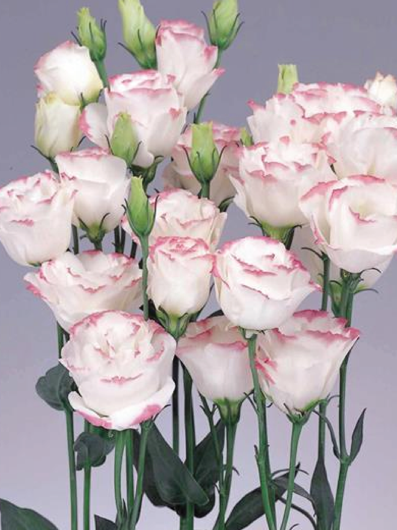 SNOW PINK EUSTOMA/LISIANTHUS SEEDS<br>بذور الأستوما / الليسيانثس سنو بينك