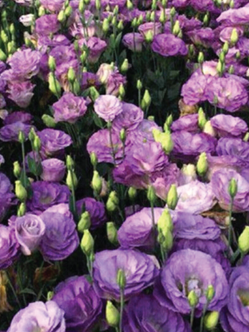 PURPLE EUSTOMA/LISIANTHUS SEEDS <br>بذور الأستوما / اليسيانثس البنفسجية