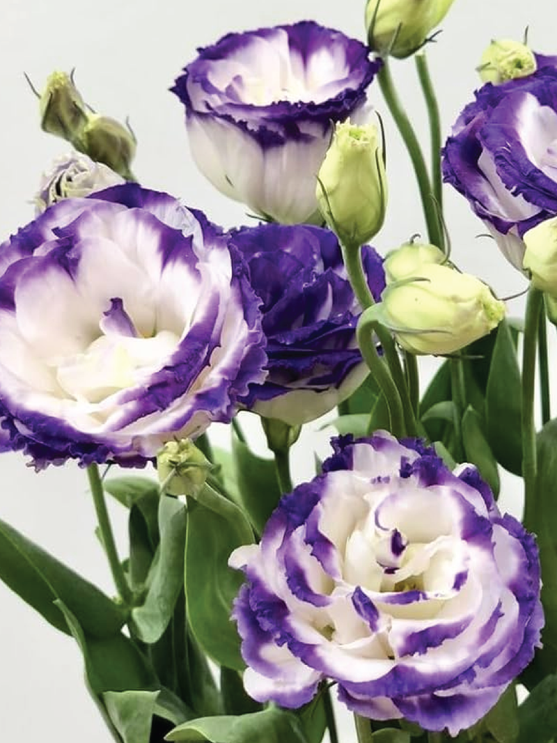 SNOW VIOLET EUSTOMA/LISIANTHUS SEEDS <br>بذور الأستوما / الليسيانثس فايوليت سنو