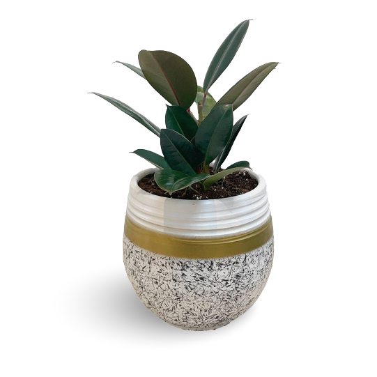 FICUS ELASTICA