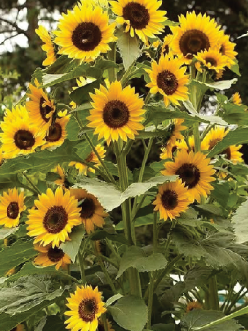 BRANCHED SUNFLOWER SEEDLING<br>شتلات زهور دوار الشمس المتفرع