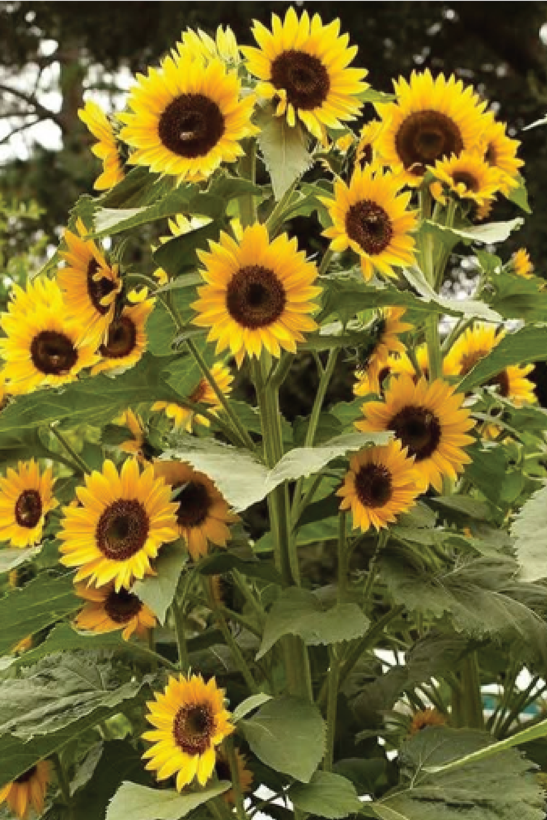 BRANCHED SUNFLOWER SEEDLING<br>شتلات زهور دوار الشمس المتفرع